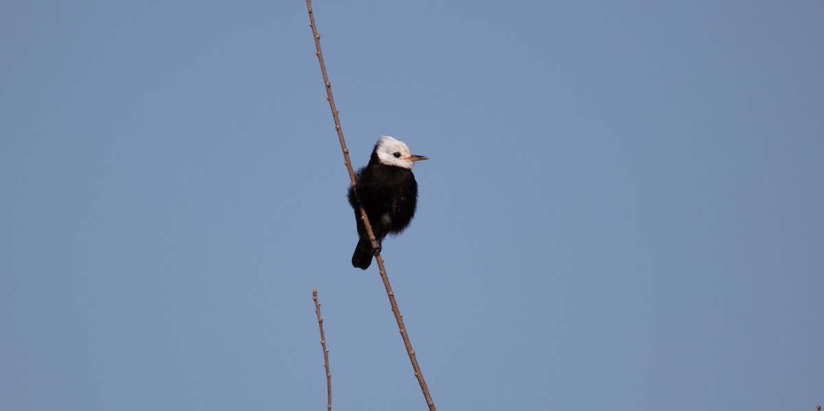 White-headed Marsh Tyrant - ML638558477