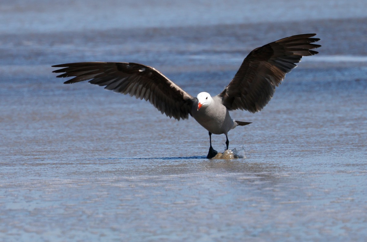 Heermann's Gull - ML638558480