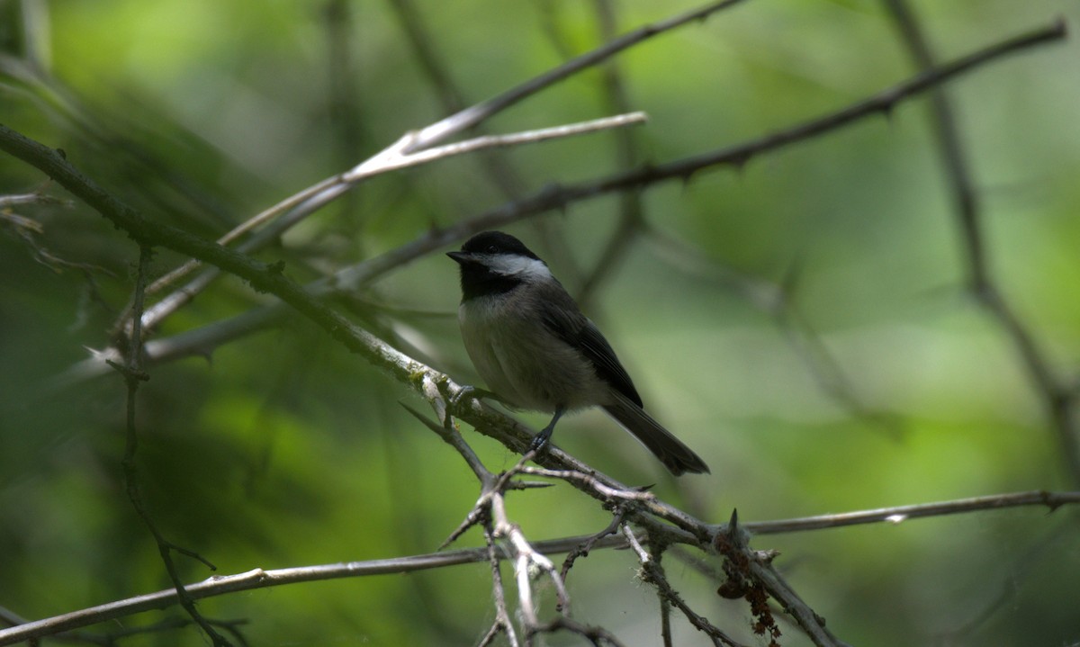 Black-capped Chickadee - ML638558484