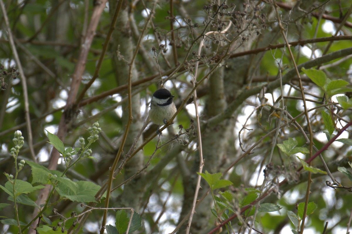 Black-capped Chickadee - ML638558485