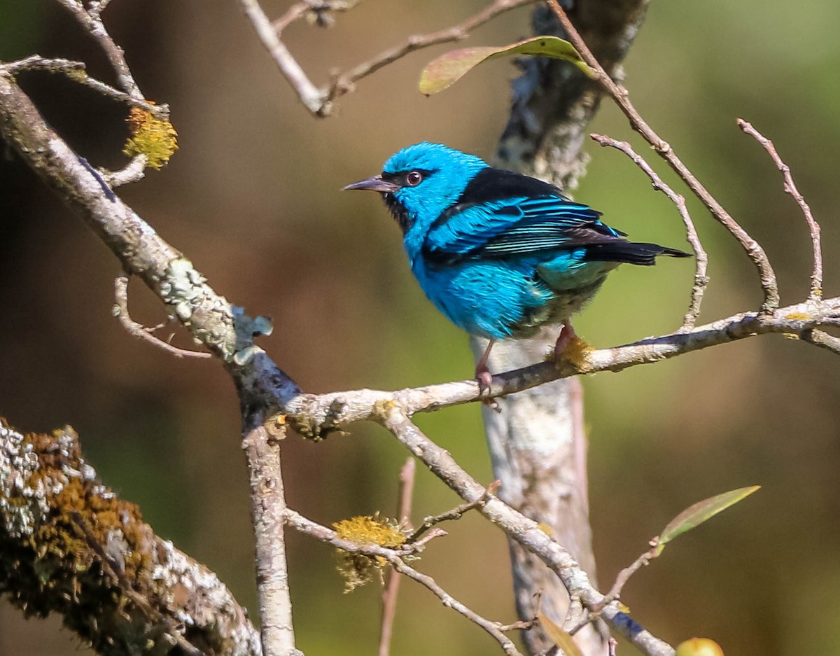 Blaukopfpitpit - ML638558491