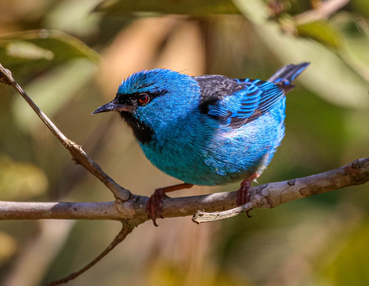 Blaukopfpitpit - ML638558492