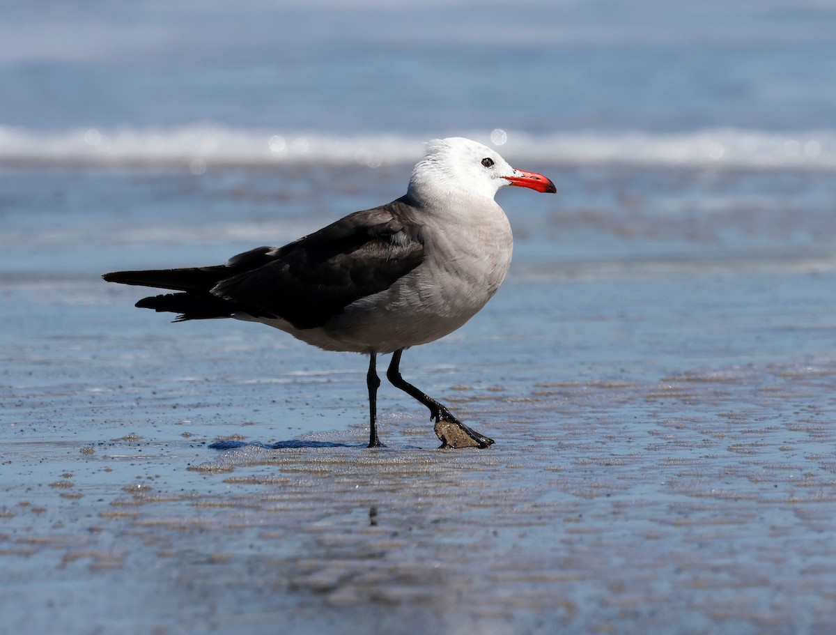 Heermann's Gull - ML638558494