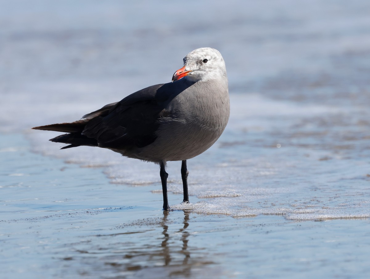 Heermann's Gull - ML638558495