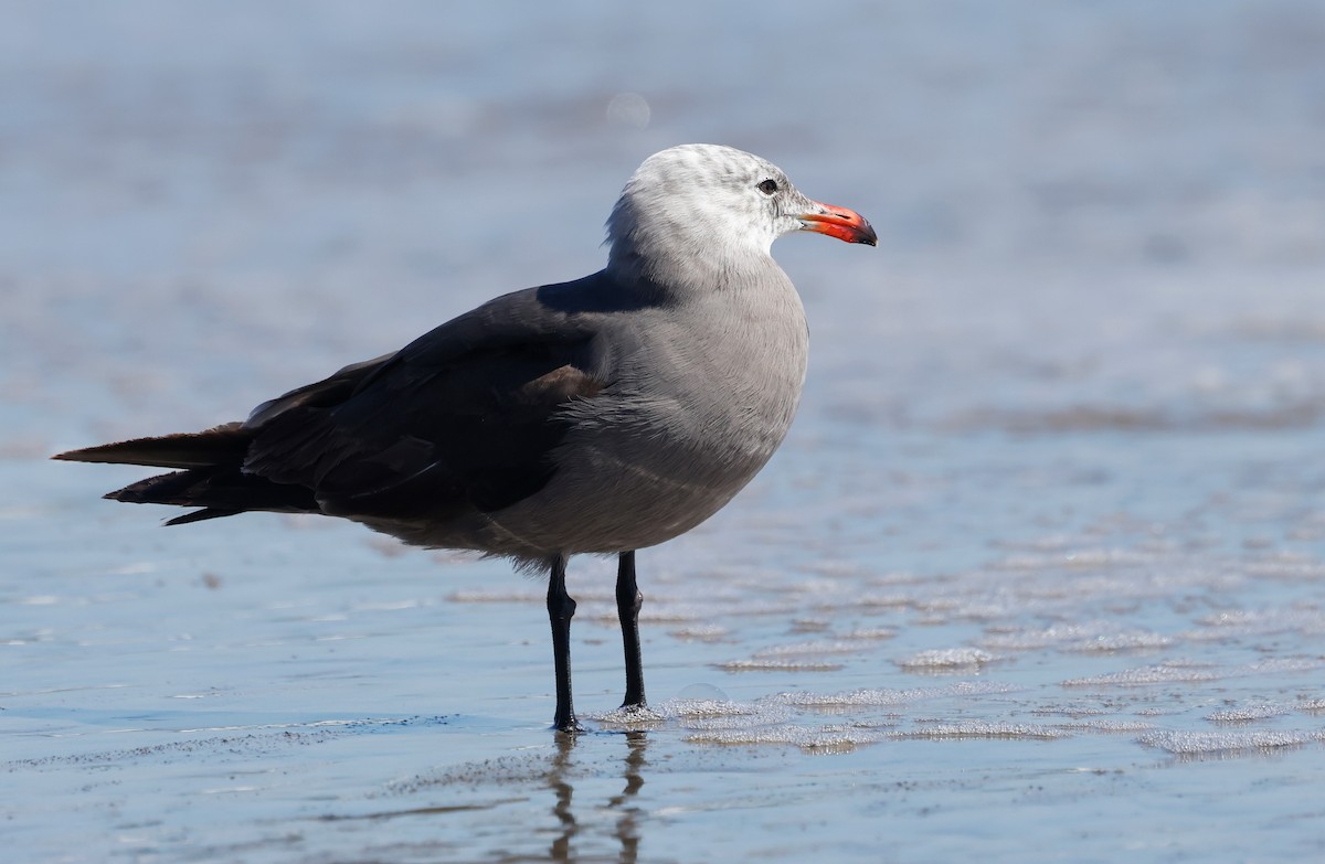 Heermann's Gull - ML638558497