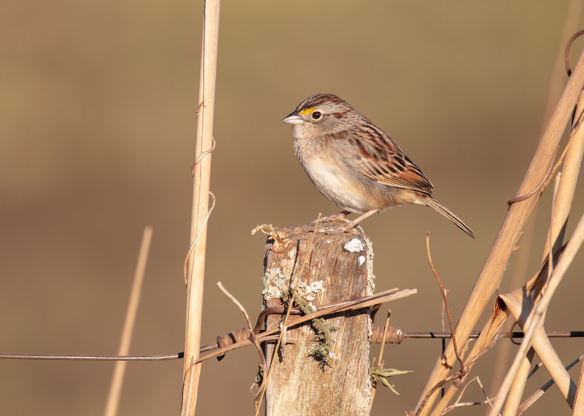 Grassland Sparrow - ML638558501