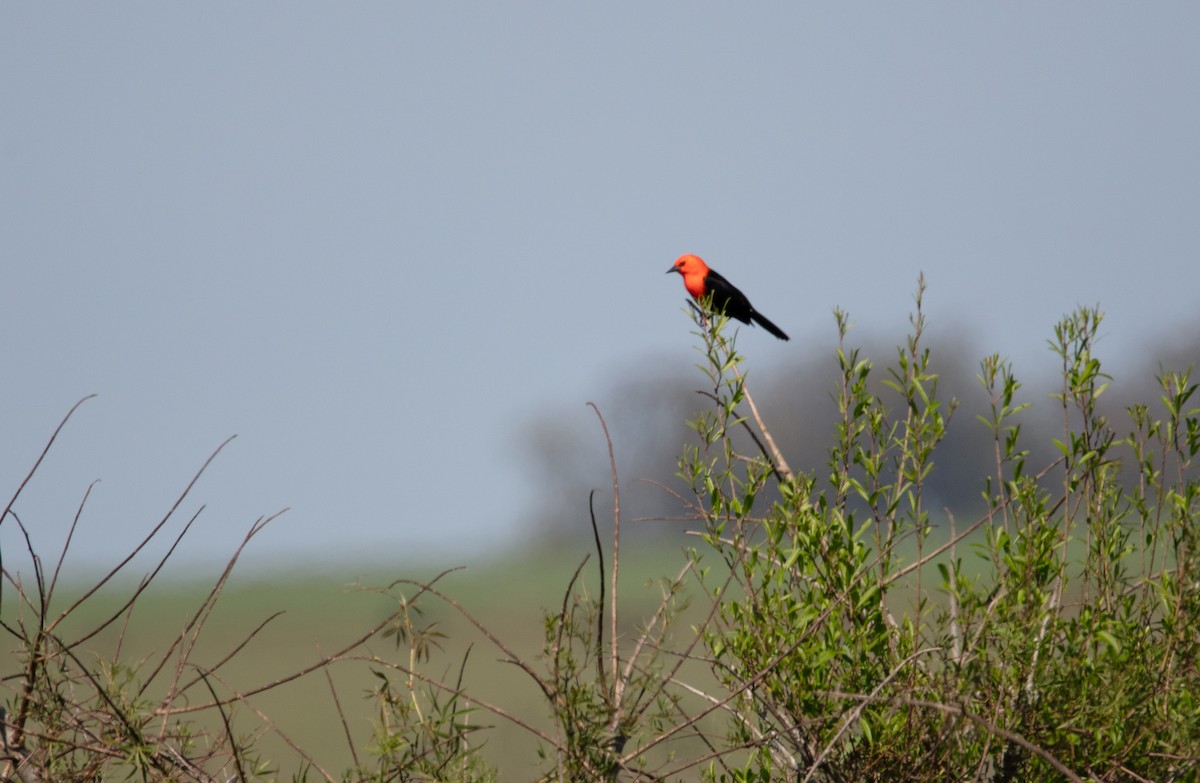Scarlet-headed Blackbird - ML638558505