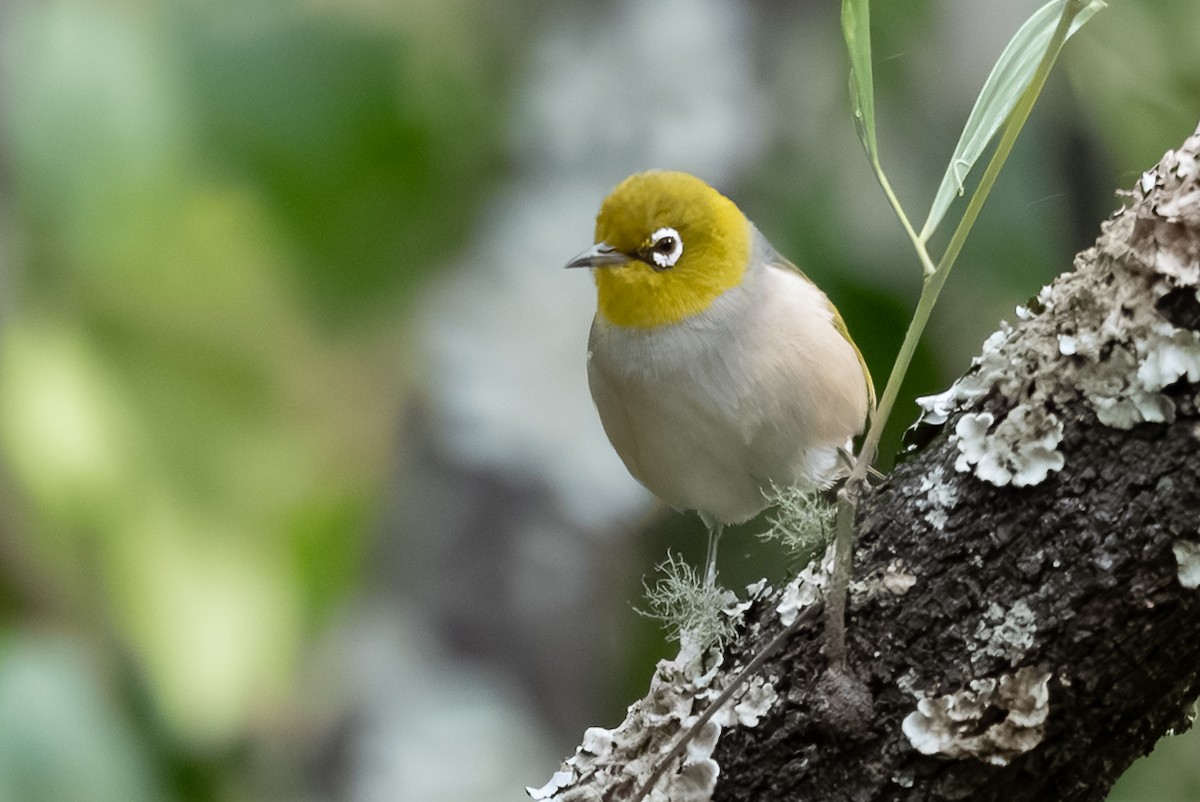 Silvereye - ML638558507