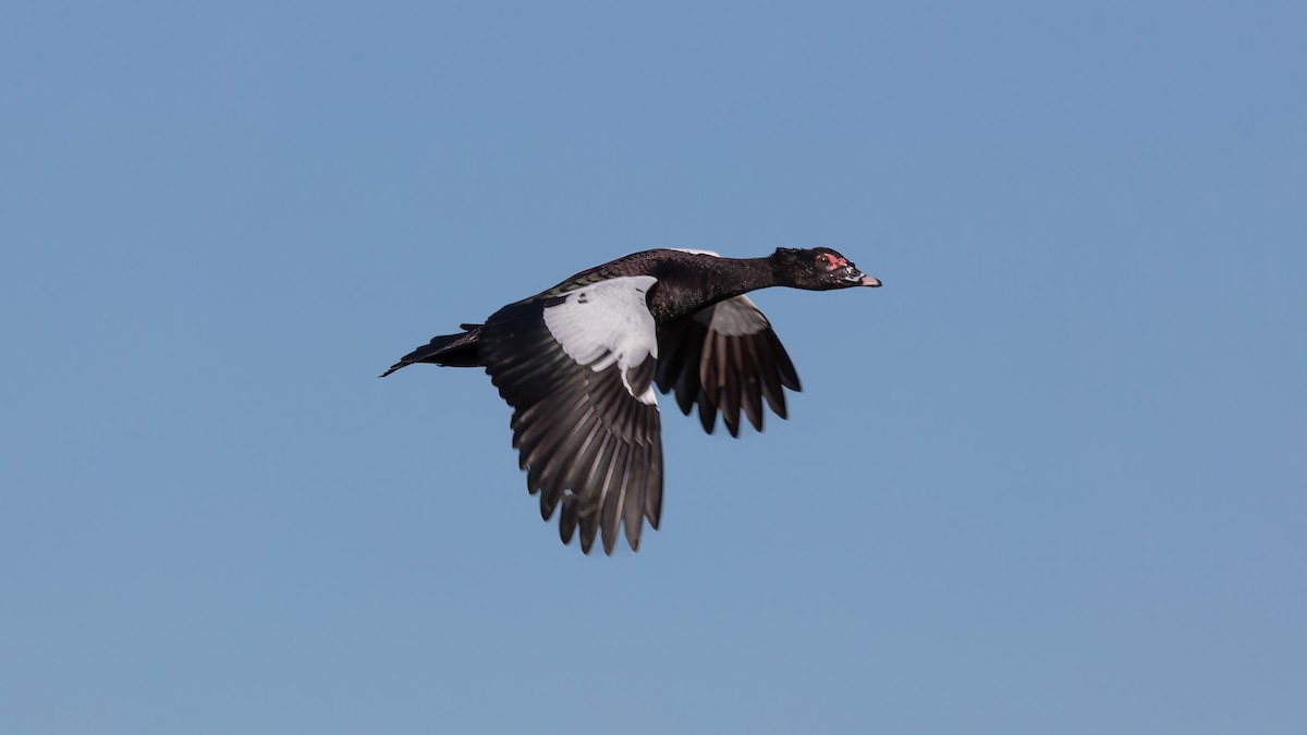 Muscovy Duck - ML638558518