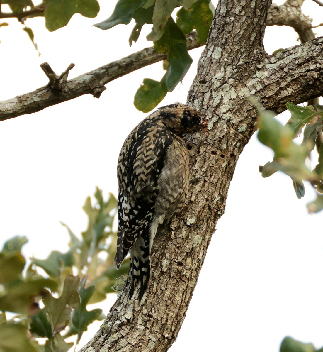 Yellow-bellied Sapsucker - ML638558525