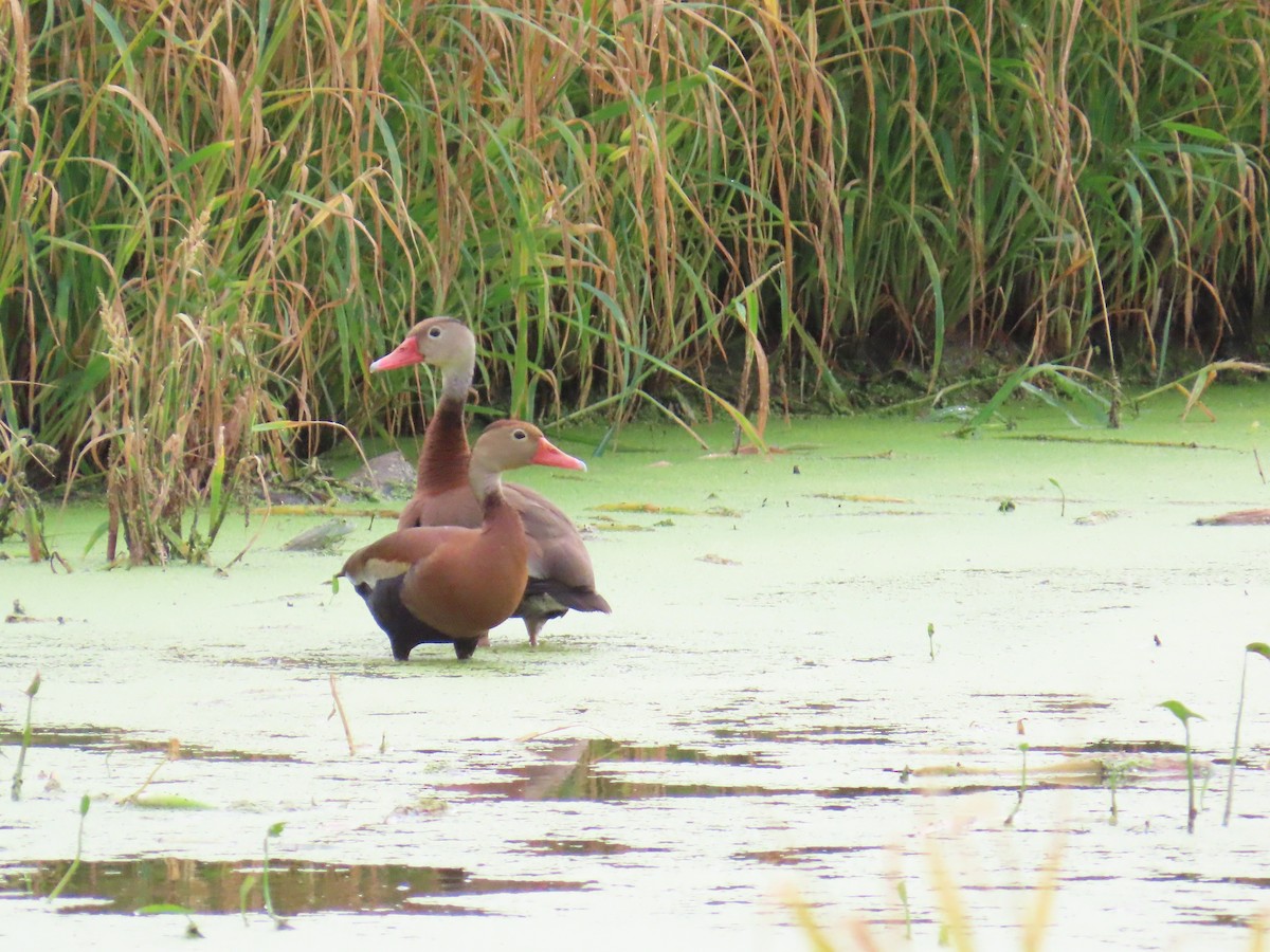 Black-bellied Whistling-Duck - ML638558532