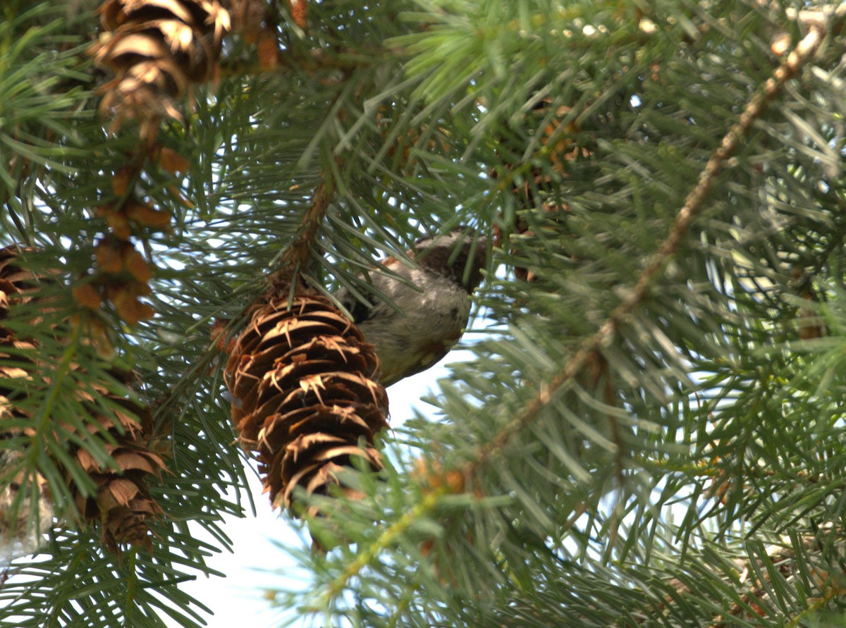 Chestnut-backed Chickadee - ML638558533