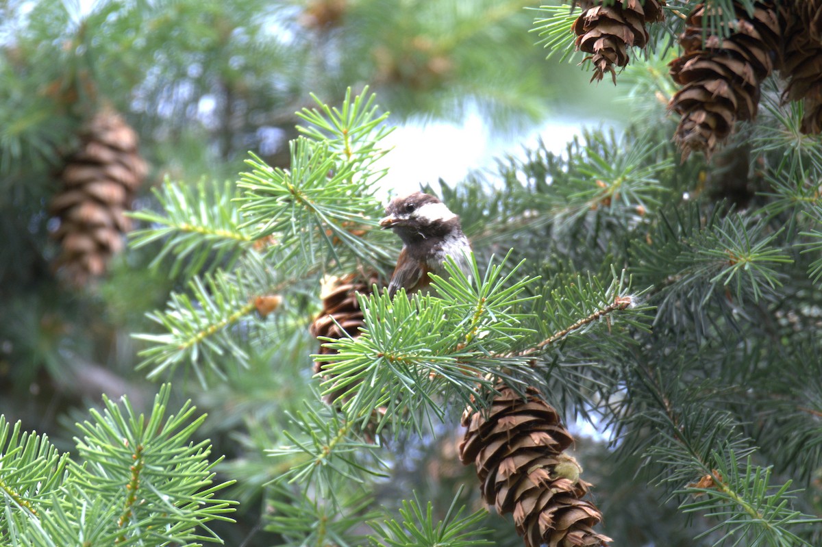 Chestnut-backed Chickadee - ML638558534