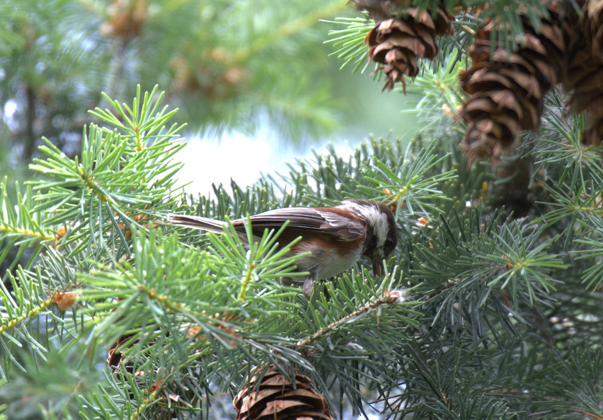 Chestnut-backed Chickadee - ML638558535