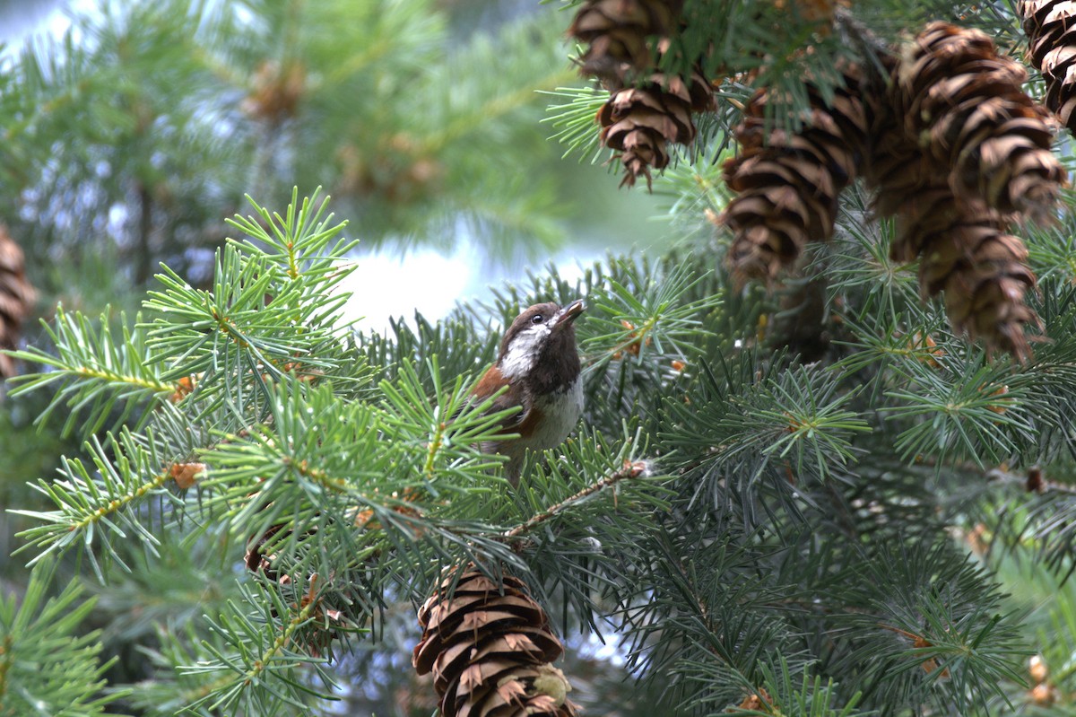 Chestnut-backed Chickadee - ML638558536