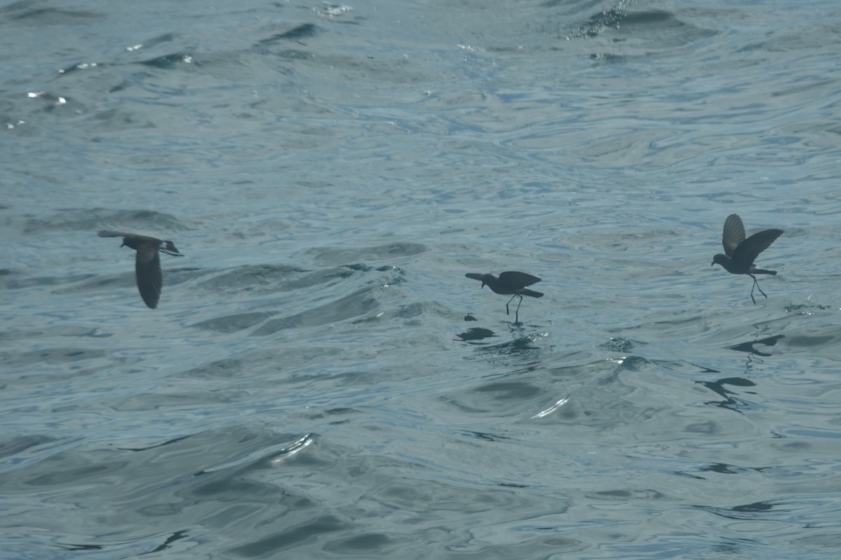 Elliot's Storm-Petrel - ML638558563