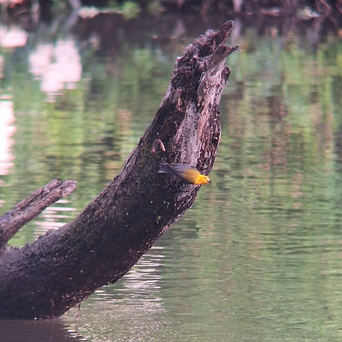 Prothonotary Warbler - ML638558573