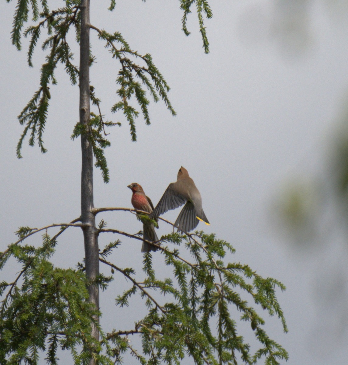 Cedar Waxwing - ML638558583