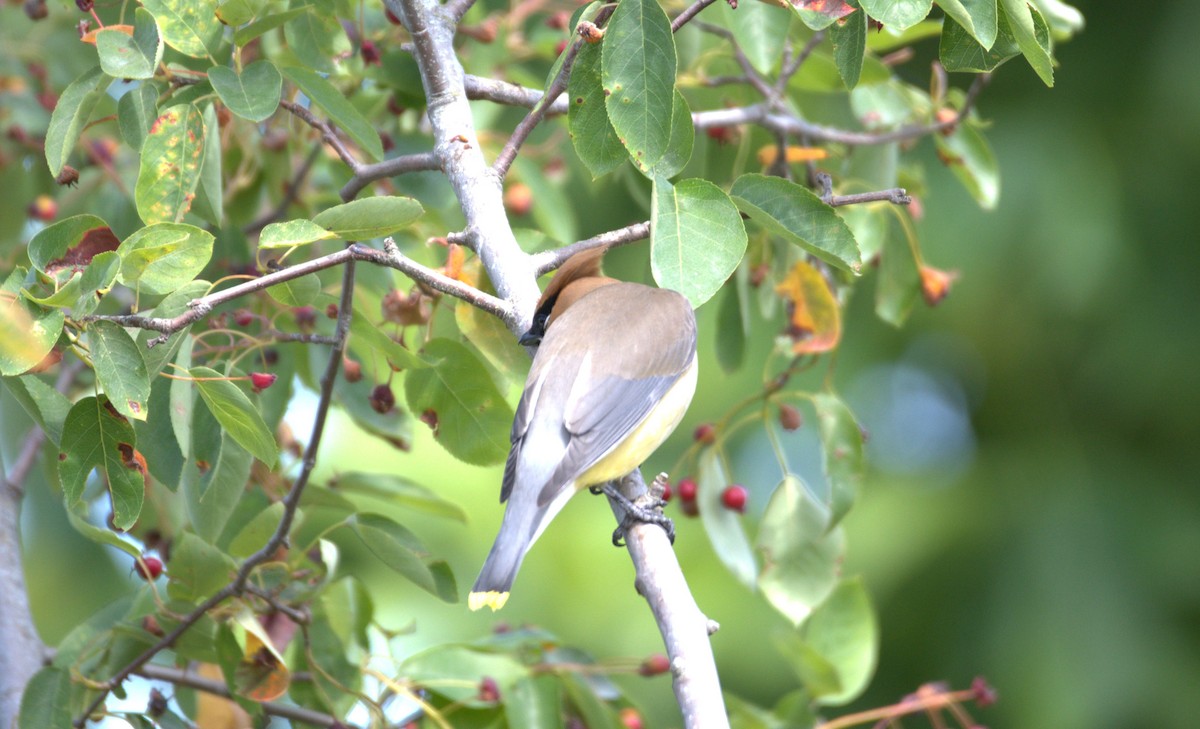 Cedar Waxwing - ML638558585
