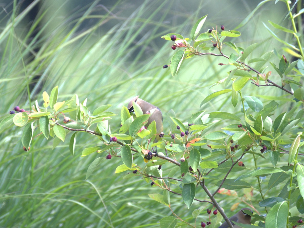 Cedar Waxwing - ML638558586