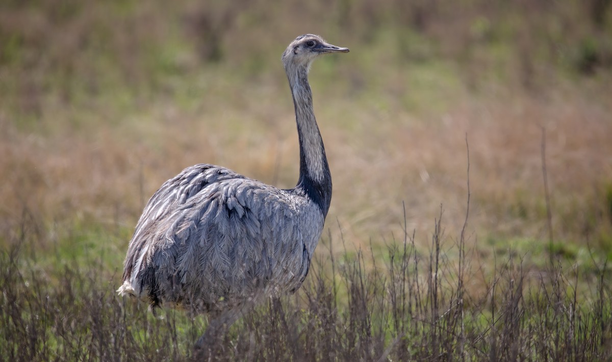 Greater Rhea - ML638558593