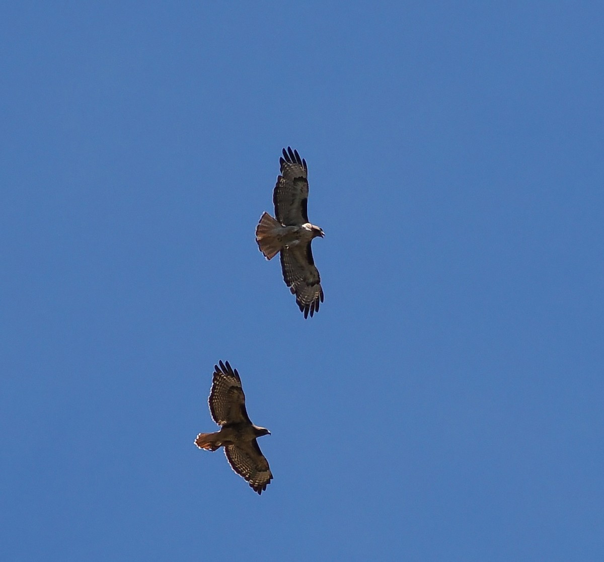 Red-tailed Hawk - ML638558608