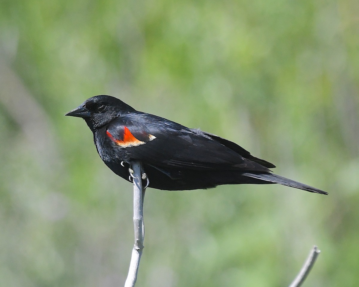 Red-winged Blackbird - ML638558614