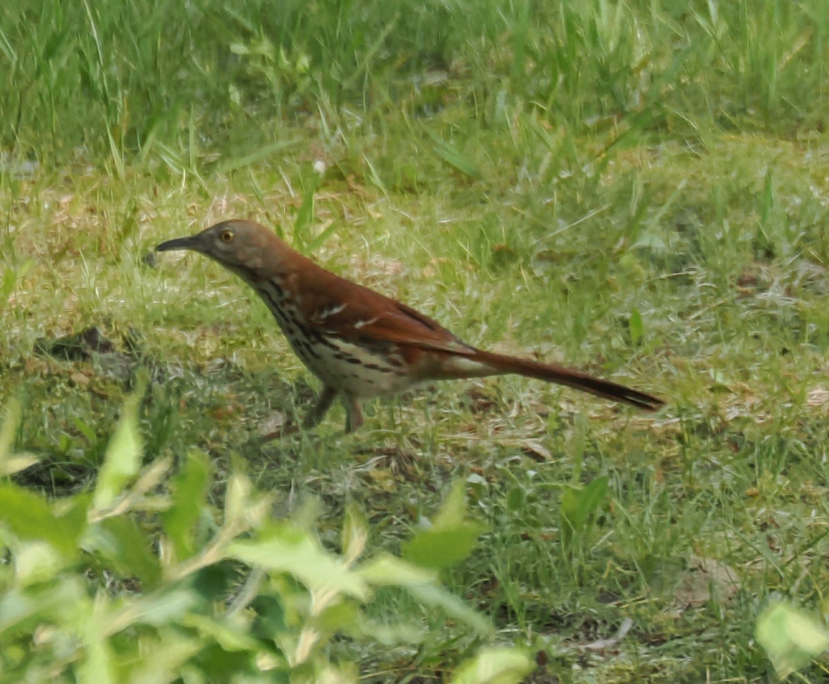 brunspottefugl - ML638558615