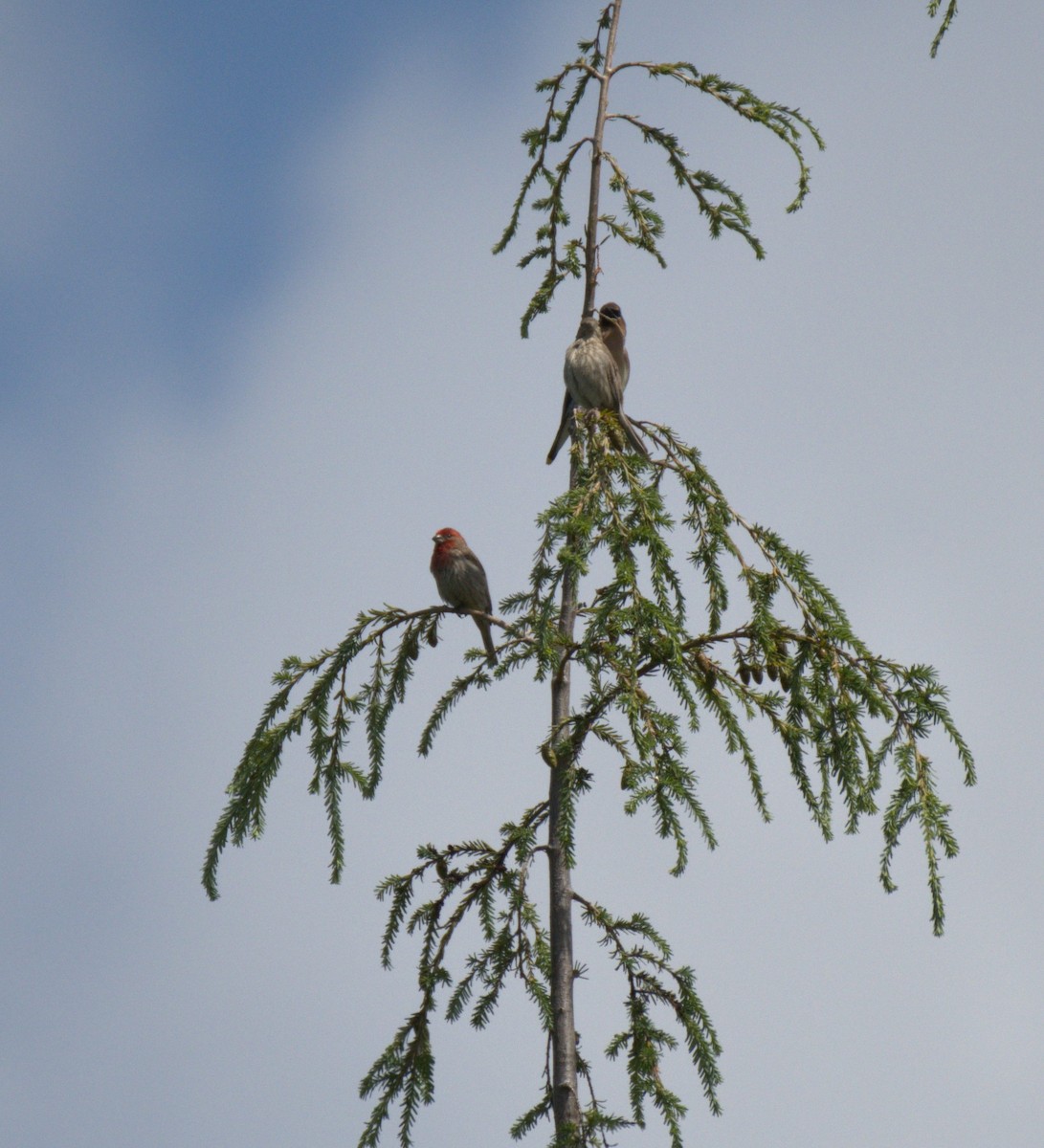 House Finch - ML638558627