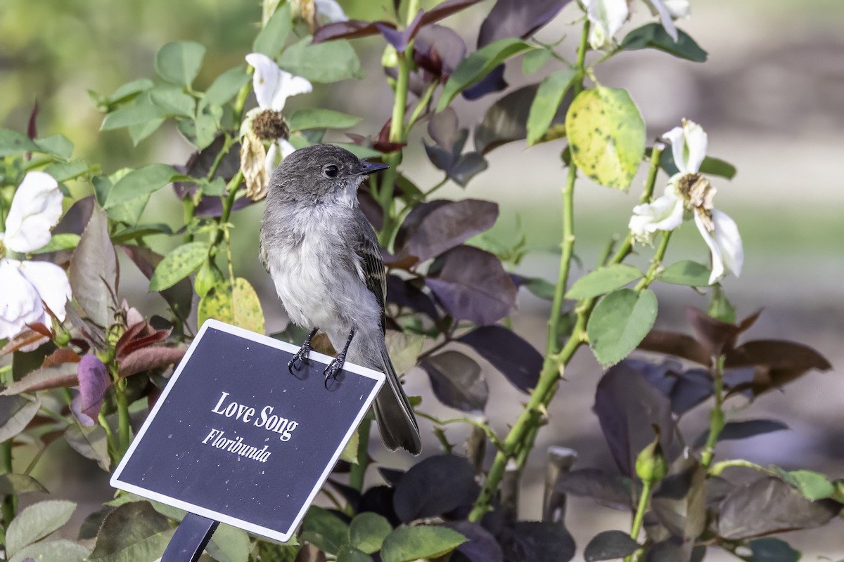 Eastern Phoebe - ML638558642