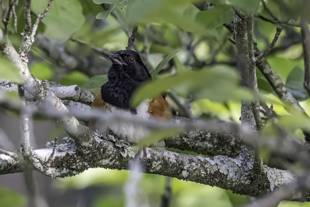 Eastern Towhee - ML638558652