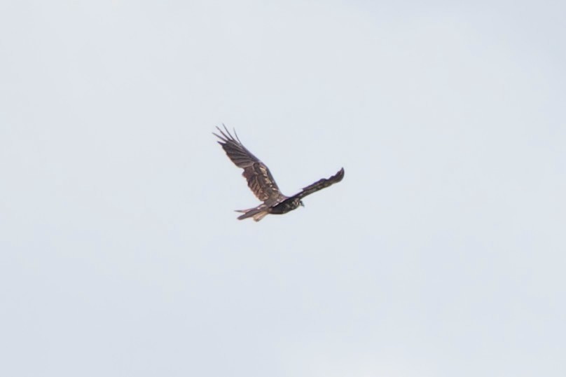 Western Marsh Harrier - ML638558653
