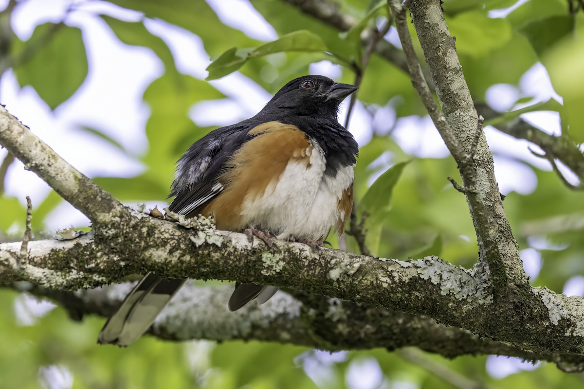 Eastern Towhee - ML638558655