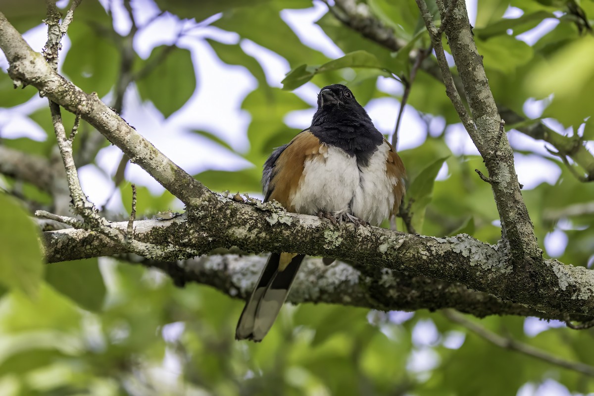 Eastern Towhee - ML638558657