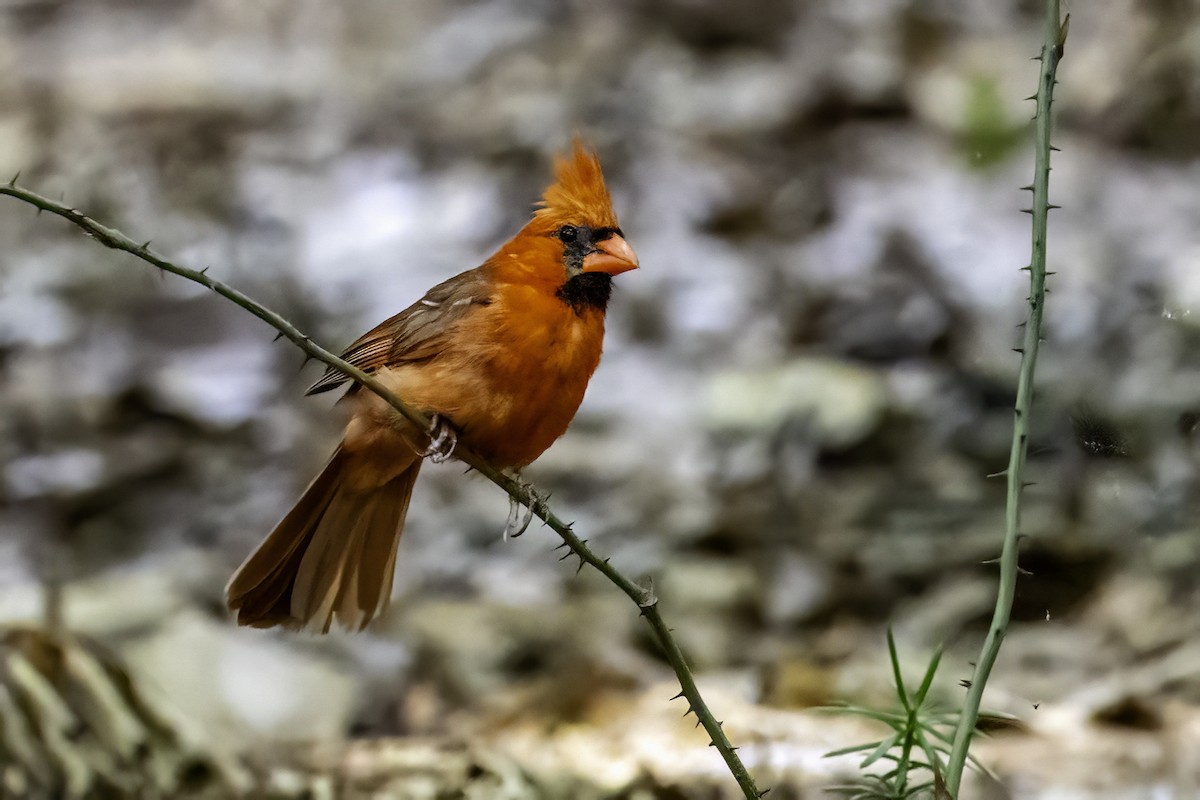 Northern Cardinal - ML638558665