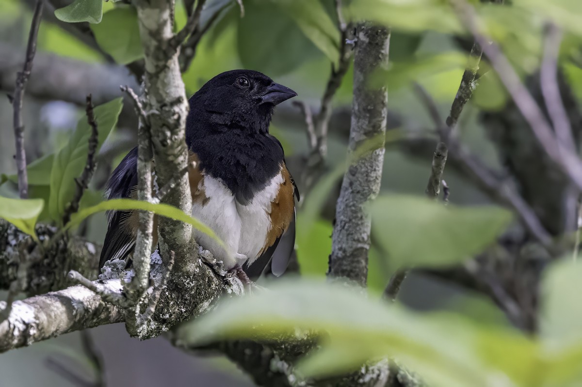 Eastern Towhee - ML638558666