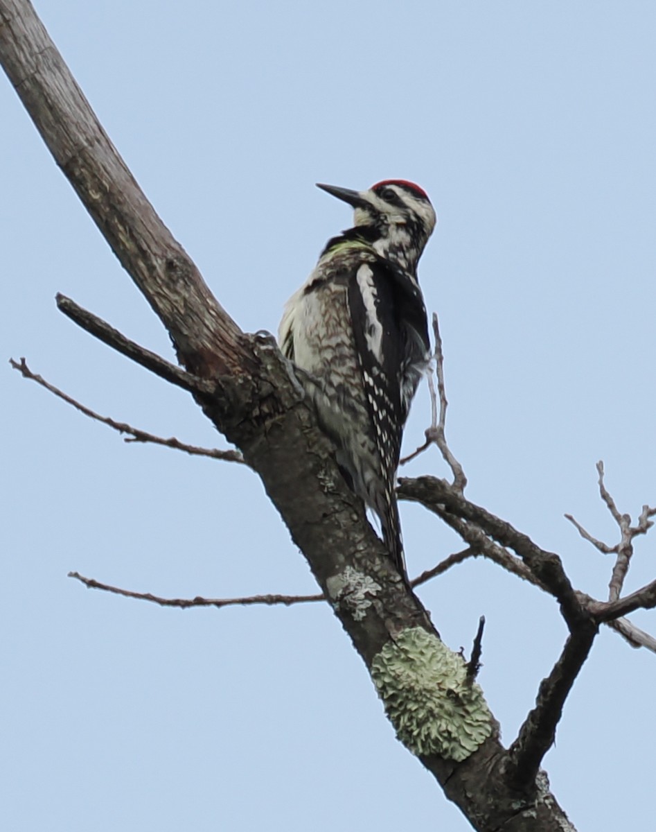 Yellow-bellied Sapsucker - ML638558668