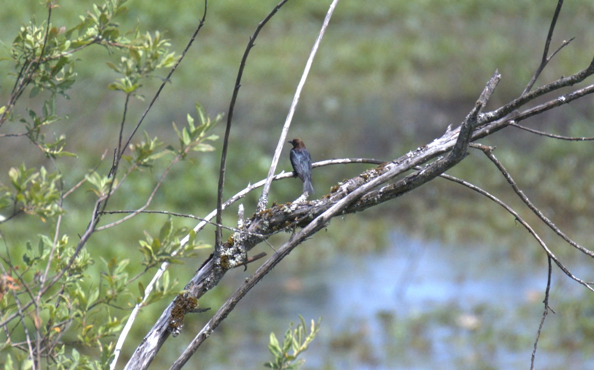 Brown-headed Cowbird - ML638558704