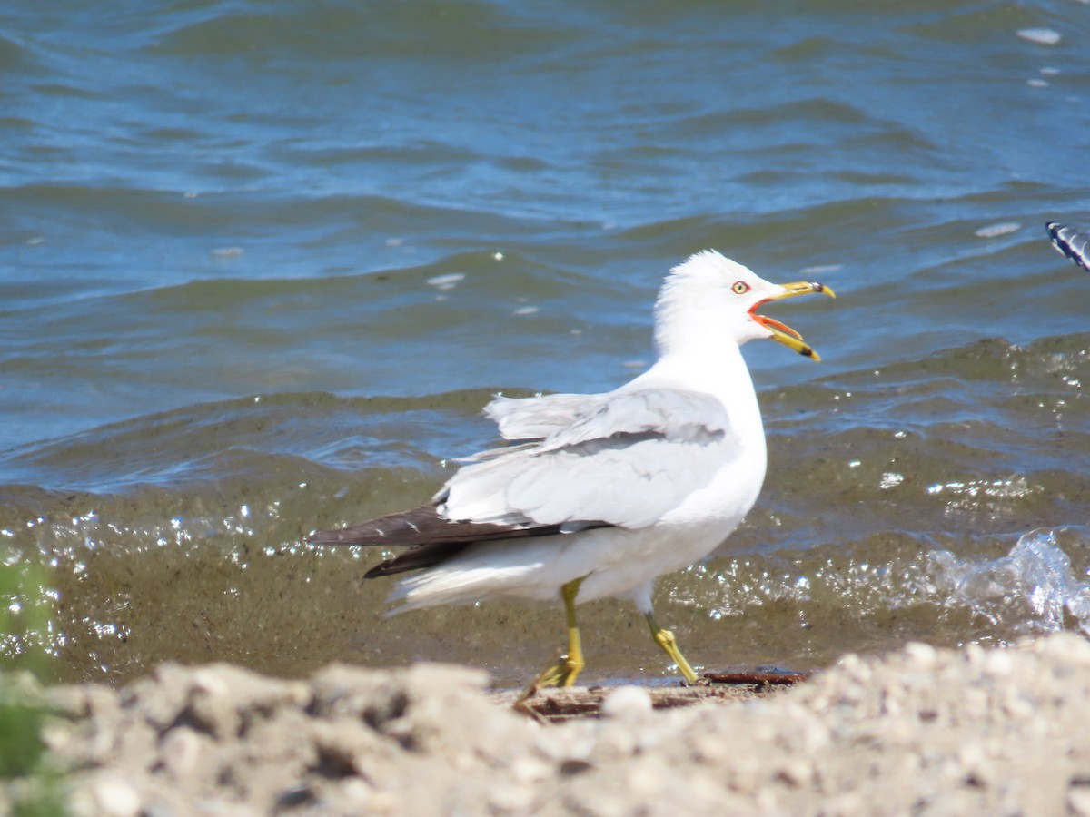 Ring-billed Gull - ML638558705