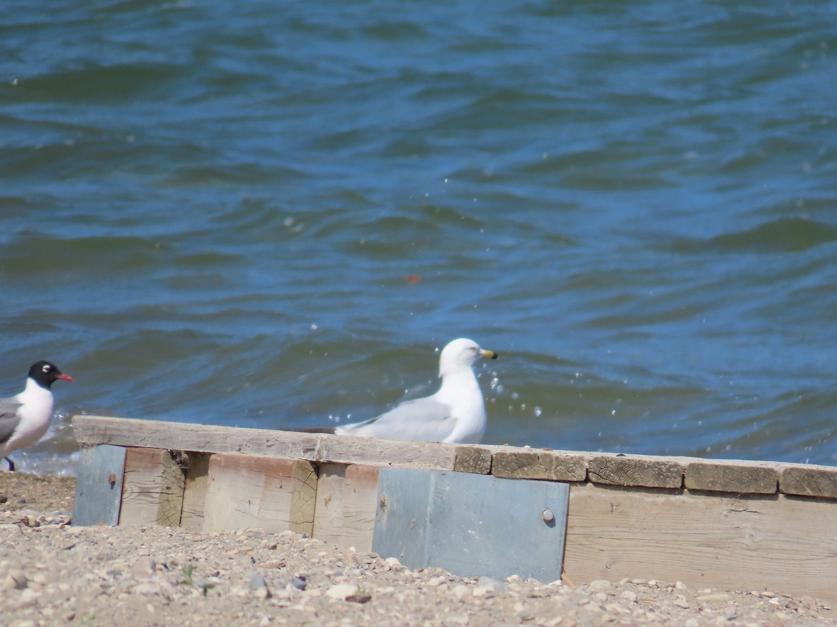 Ring-billed Gull - ML638558706