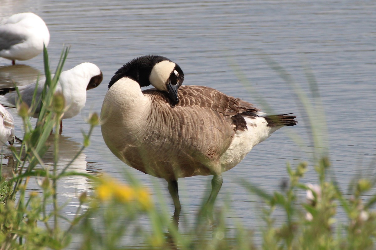 Canada Goose - ML638558712