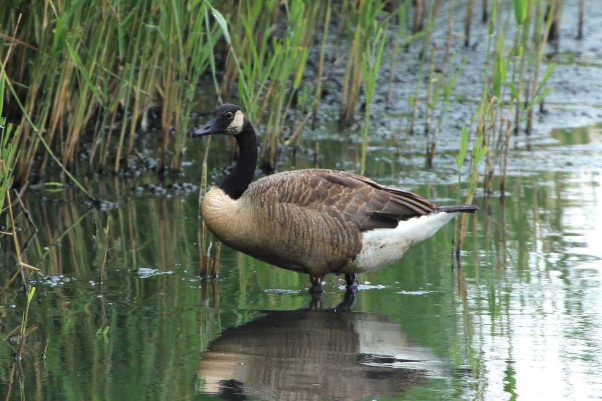 Canada Goose - ML638558725