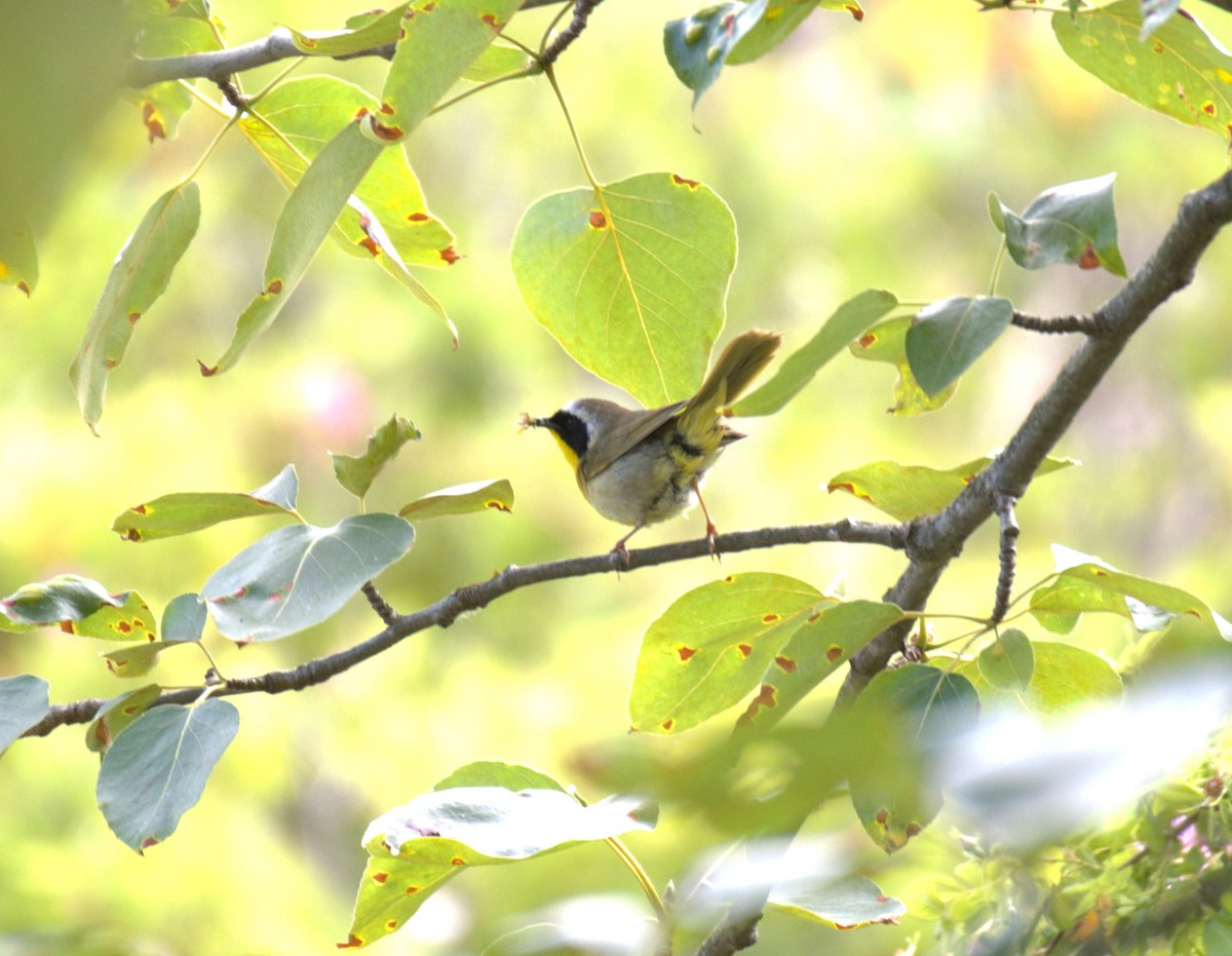 Common Yellowthroat - ML638558741
