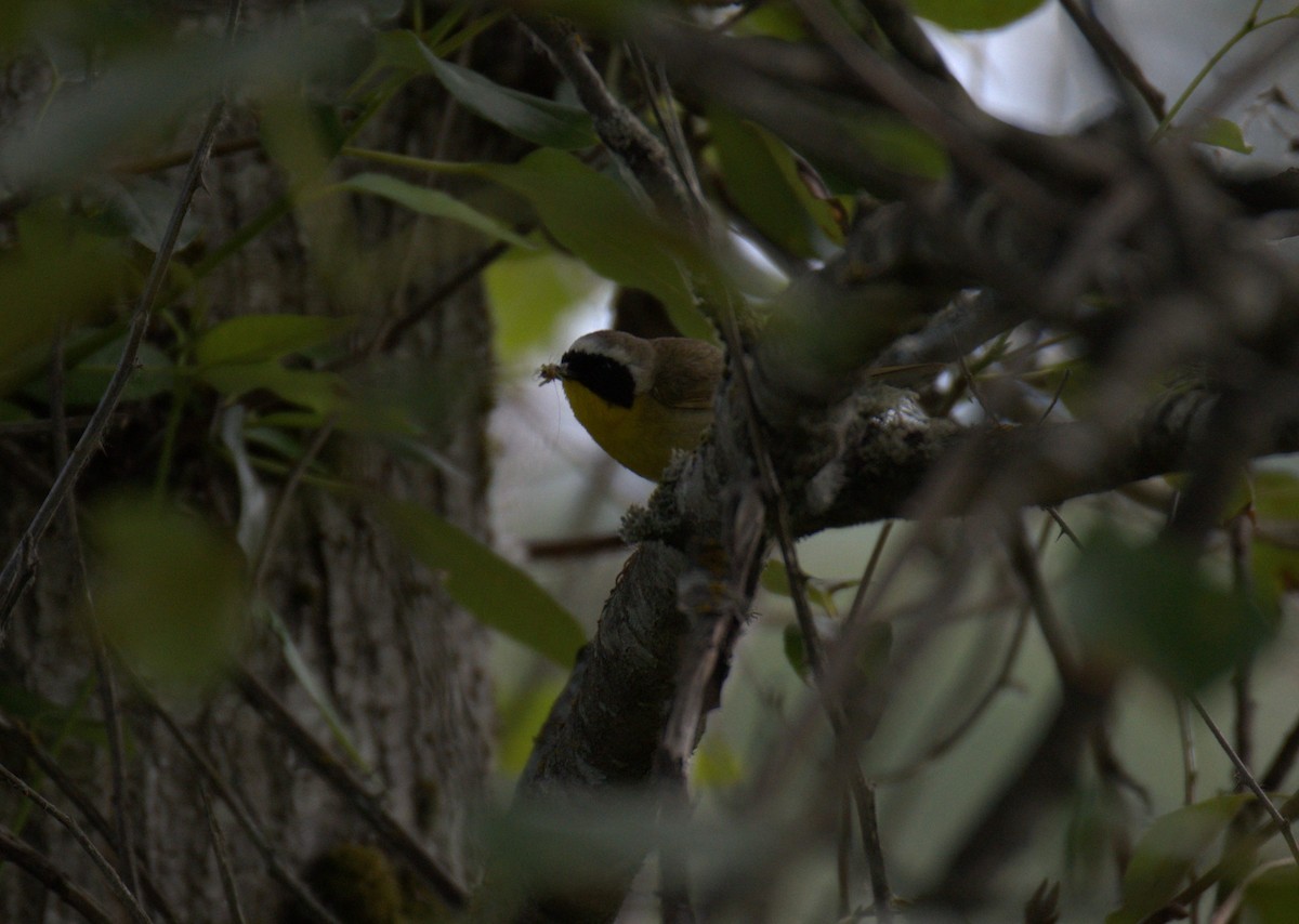 Common Yellowthroat - ML638558742