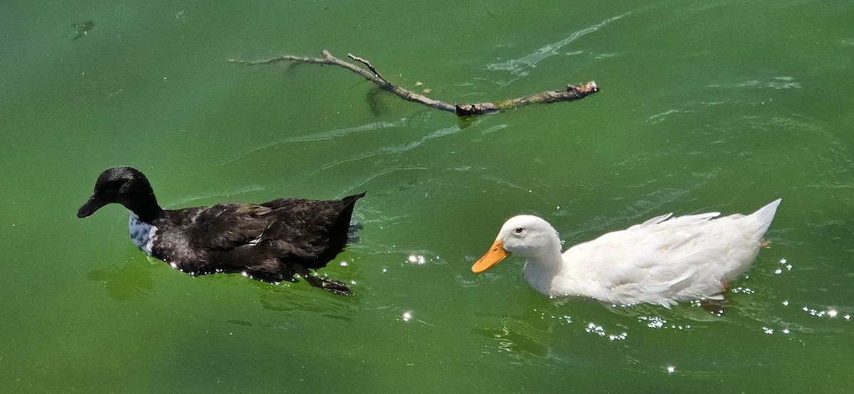 Mallard (Domestic type) - ML638558756