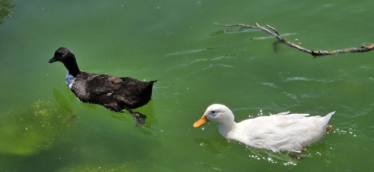 Mallard (Domestic type) - ML638558757
