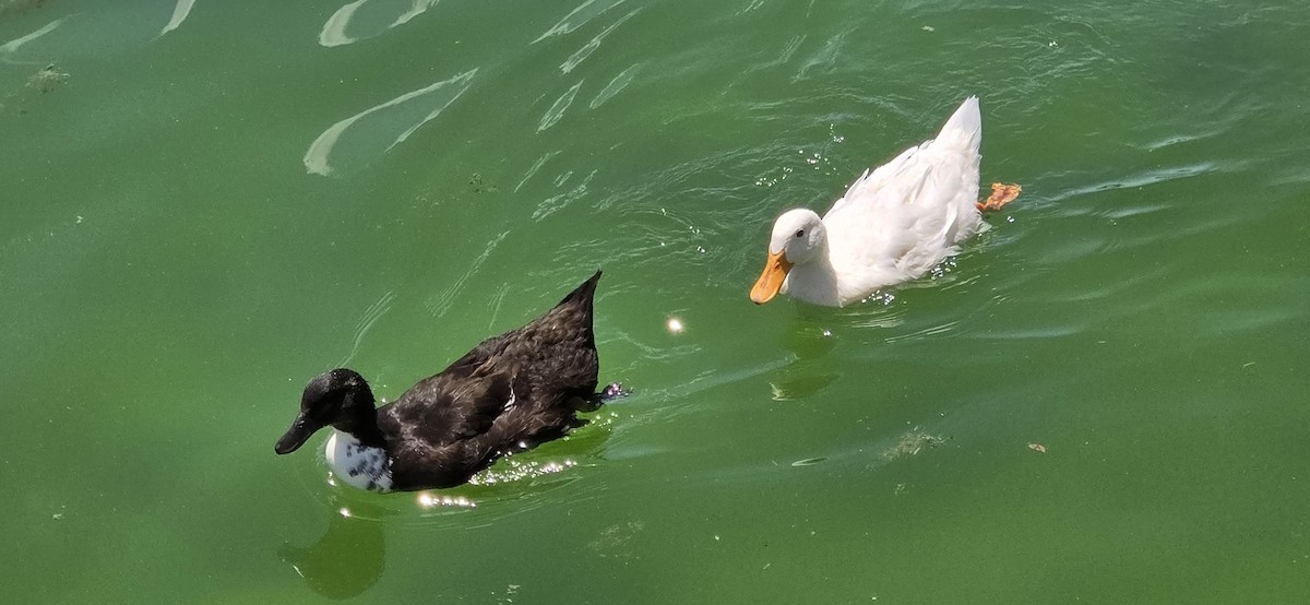 Mallard (Domestic type) - ML638558758