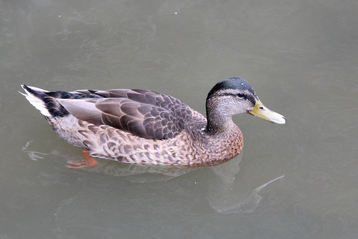 Mallard - ML638558765