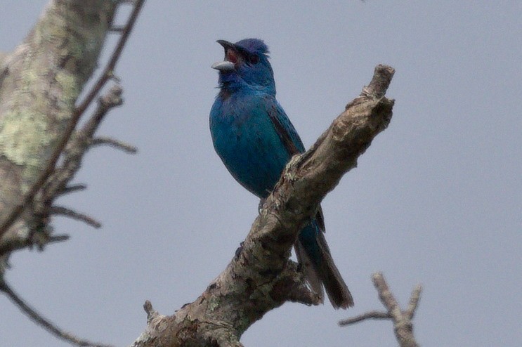 Indigo Bunting - ML638558776