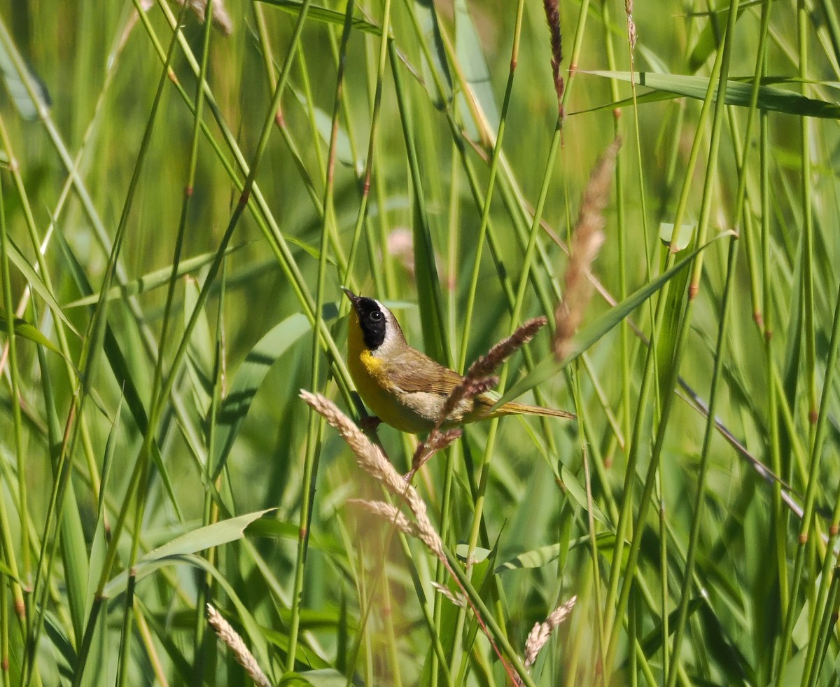 Common Yellowthroat - ML638558782